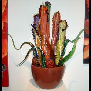 Desert Cactus
 