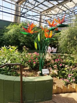 Butterfly Wonderland Bird Of Paradise
