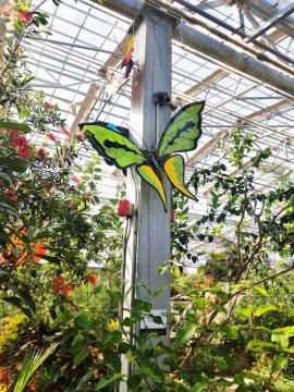 Butterfly Wonderland Green Butterfly