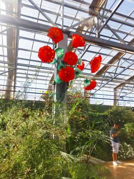 Butterfly Wonderland Poppy