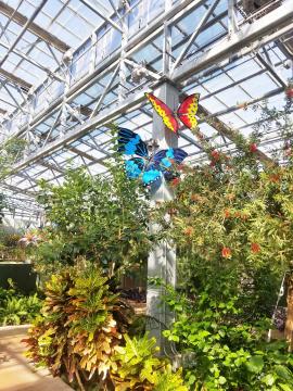 Butterfly Wonderland Blue and Red Butterflies