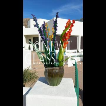 Arizona Glass Cactus
