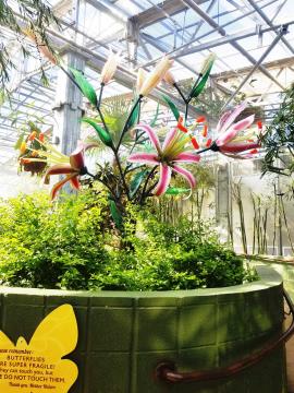 Butterfly Wonderland