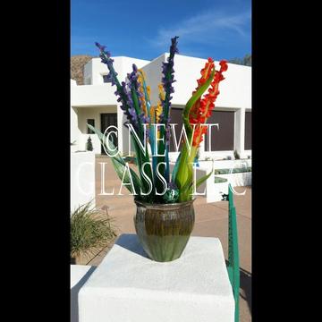 Wolfs Home AZ / CLICK